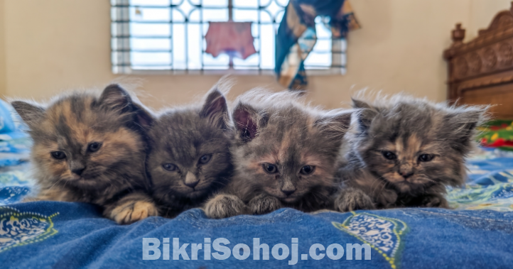 Persian Kitten (Doll Face)